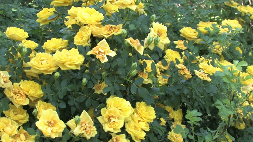 Wild Yellow Roses Planted By Pioneer Farmers In The Late 1800??s ...