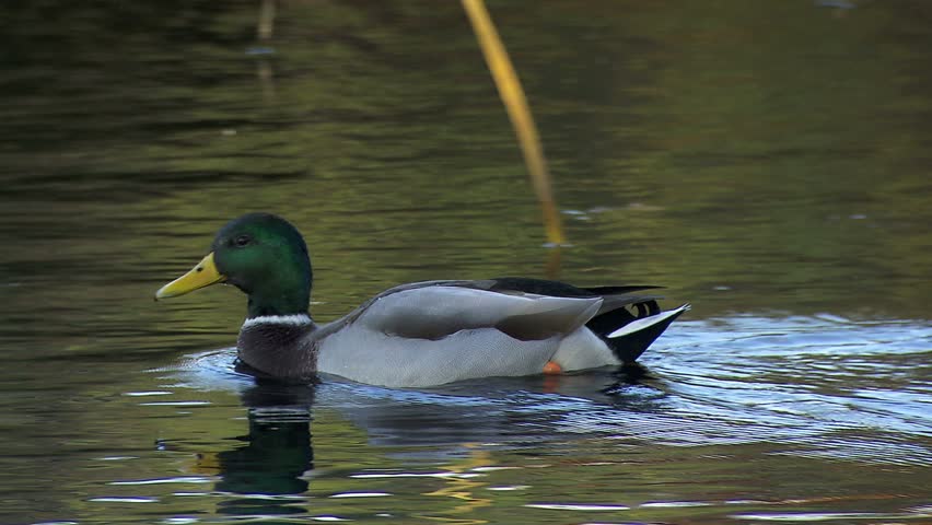 Nice Duck With Bright Green Head And Yellow Bill Swimming On Rippled ...