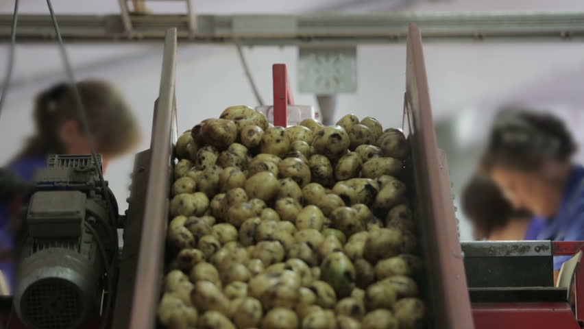 Selection Of Potato On The Conveyor Stock Footage Video 2694281 ...