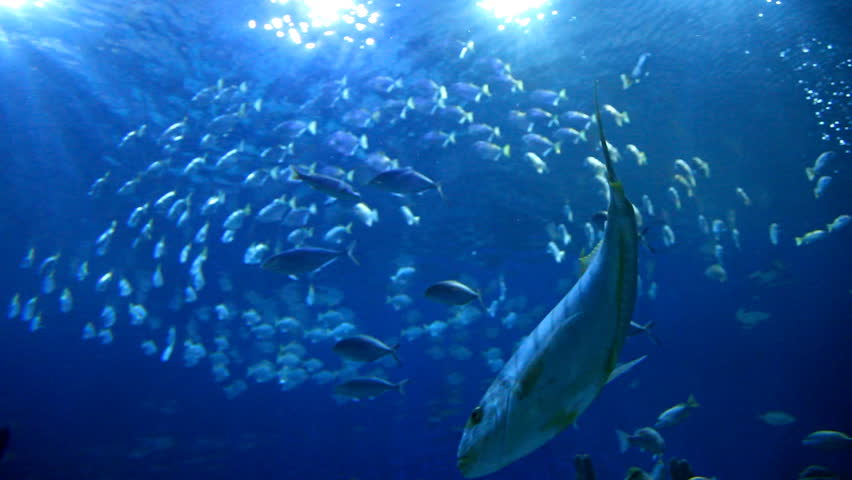 Diving Bottom View Of Tropical Fishes Swimming In Blue Ocean With ...