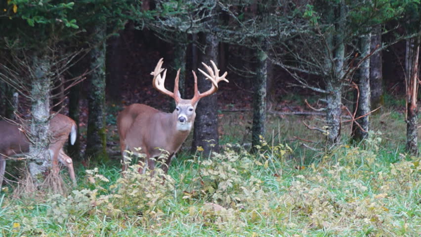 Whitetail Deer Mature Buck (Odocoileus Virginianus) In North Carolina ...