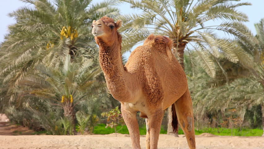 Camel In Desert Under The Hot Sun Stock Footage Video 2905618 ...