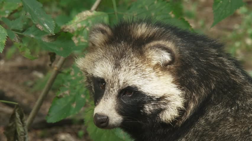 Raccoon Dog Looks At Camera. When Used On Clothing, The Fur Of The ...