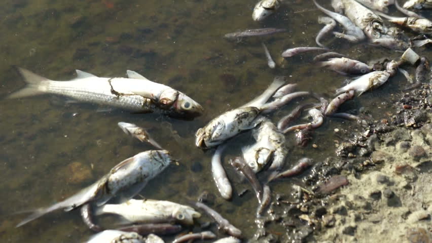 Dead Fish In Water