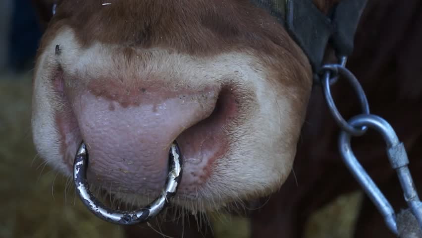 Copper Ring In The Nose Of Cattle Stock Footage Video 2955802 ...