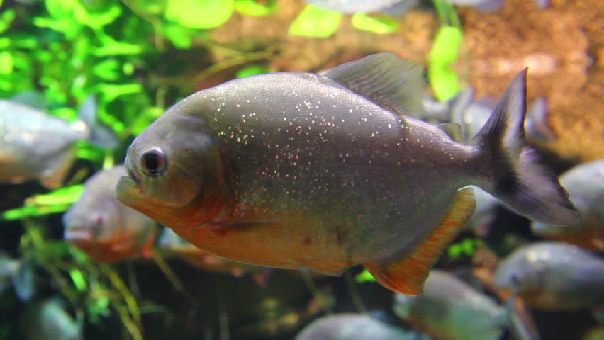 Piranhas Fish Underwater Stock Footage Video 4056178 - Shutterstock