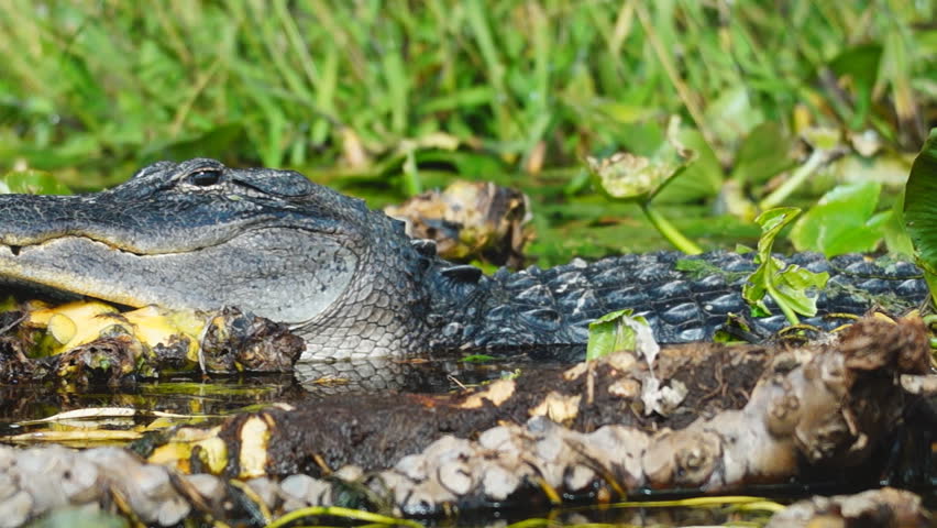 American Alligator In South Georgia Swamp Stock Footage Video 3045517 ...