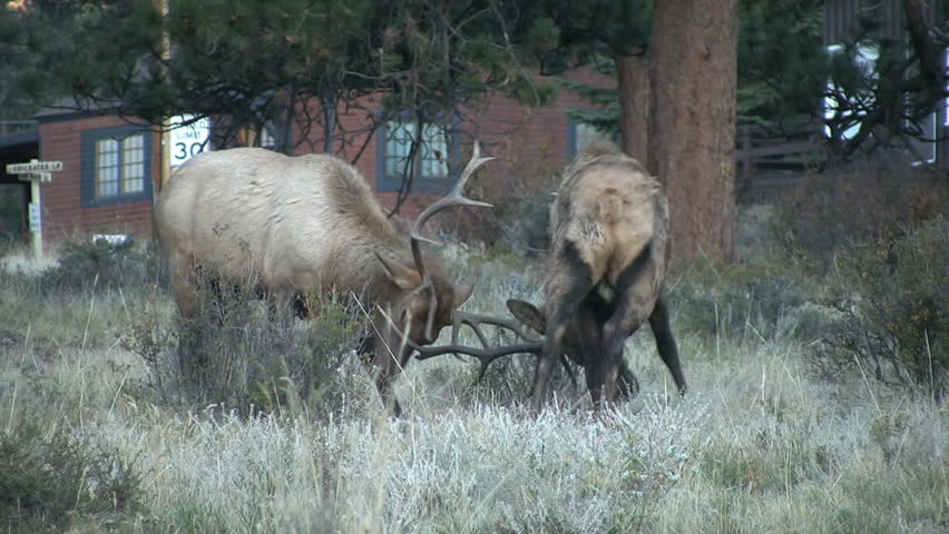 Bull Elk Fighting During The Rut Stock Footage Video 3130282 - Shutterstock