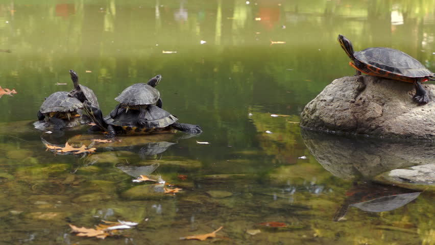 Turtle Family Sunbathing.Group Of Turtles And Baby Turtles Sunbathing ...