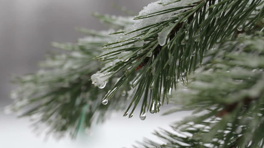 Snow Falling And Melts On A Pine Tree Stock Footage Video 3190357 ...