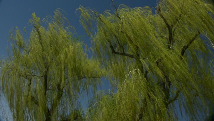 Wideshot; Willow Tree Blowing In The Wind Against A Deep Blue Sky ...
