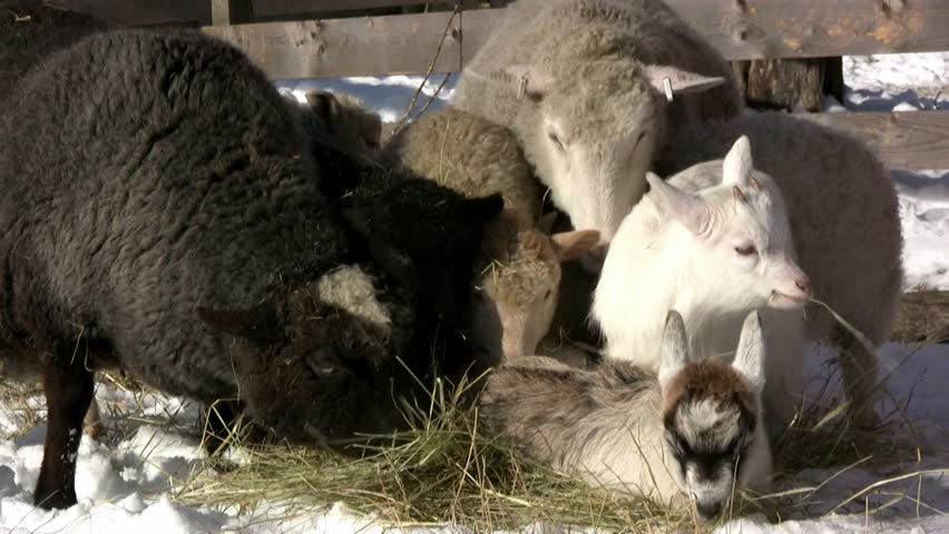 Sheep And Lambs Pushing Away Goat Kids From The Food Stock Footage ...