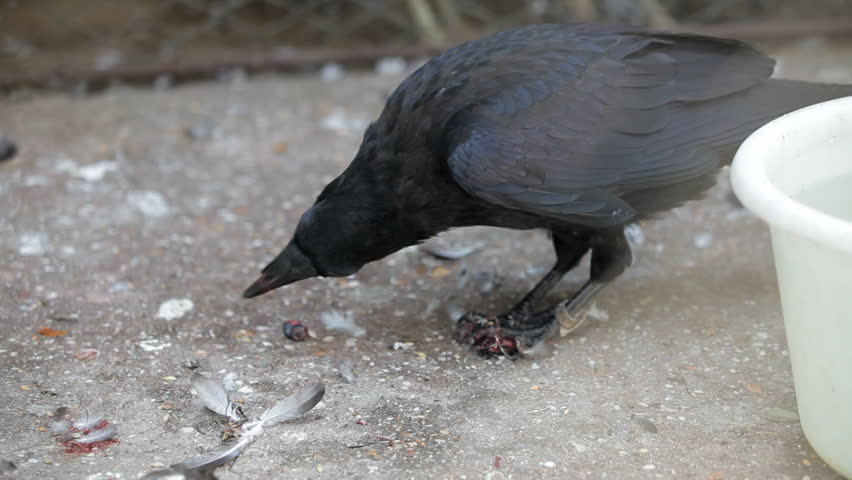 Do Crows Eat Meat? – Crow curiosities: What do crows eat? – ABSHE