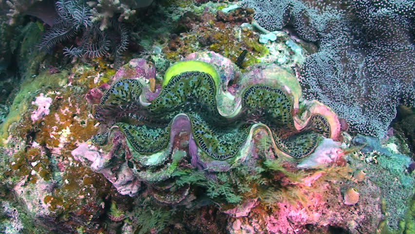 Giant Clam, Tridacna Species, Papua New Guinea, Milne Bay Stock Footage ...
