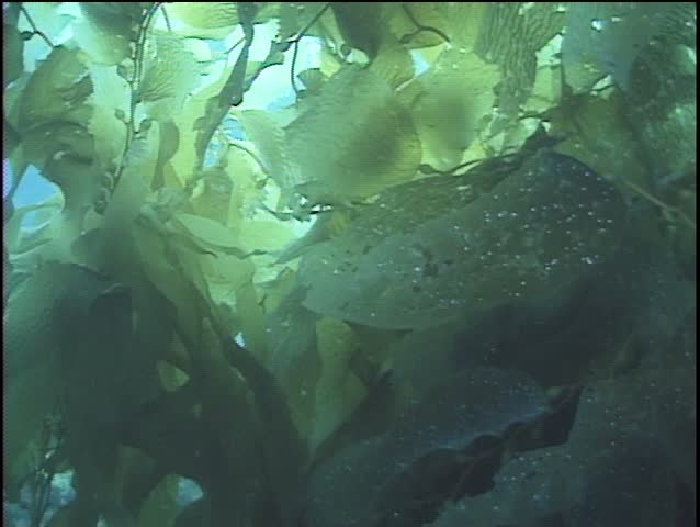 CU Kelp Leaf Stock Footage Video 3730778 - Shutterstock