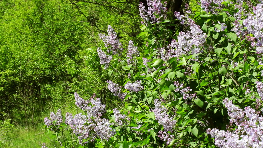 White Blooming Lilac Bushes In The Forest... Stock Footage Video ...