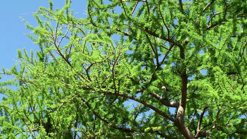 Velvet Mesquite Tree At Ethel M Botanical Gardens, Las Vegas Stock ...