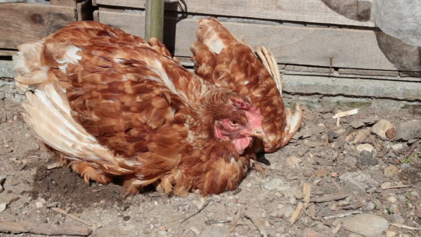 Poultry Disease Stock Footage Video 3915968 - Shutterstock