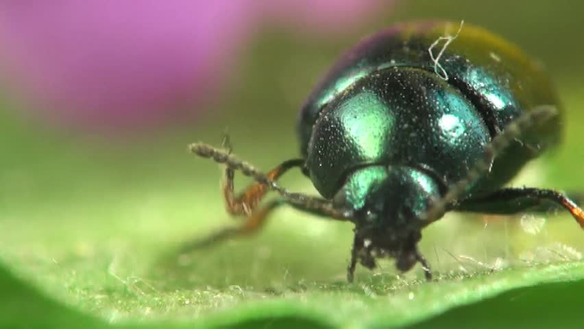 Small Green Beetle Mimela Chrysomelids Crawling On Leaf Stock Footage ...