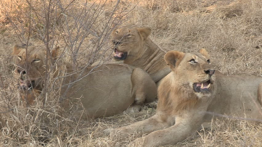 Young Male Lion Laying Down Stock Footage Video 4014055 - Shutterstock