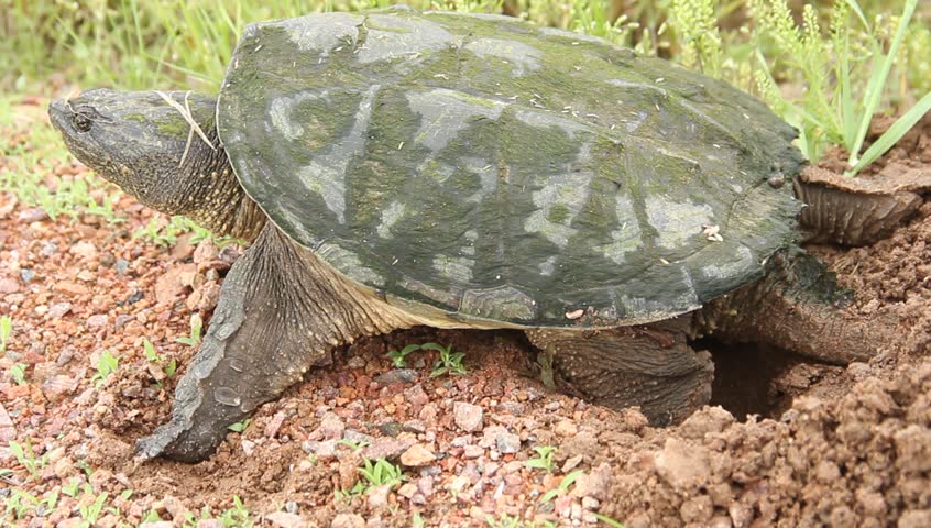 Snapping Turtle Laying Eggs In A Nest Stock Footage Video 4081738 ...