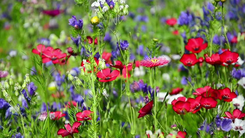 Colorful Wildflowers On A Meadow In July, Germany. Blueweed, Blue ...