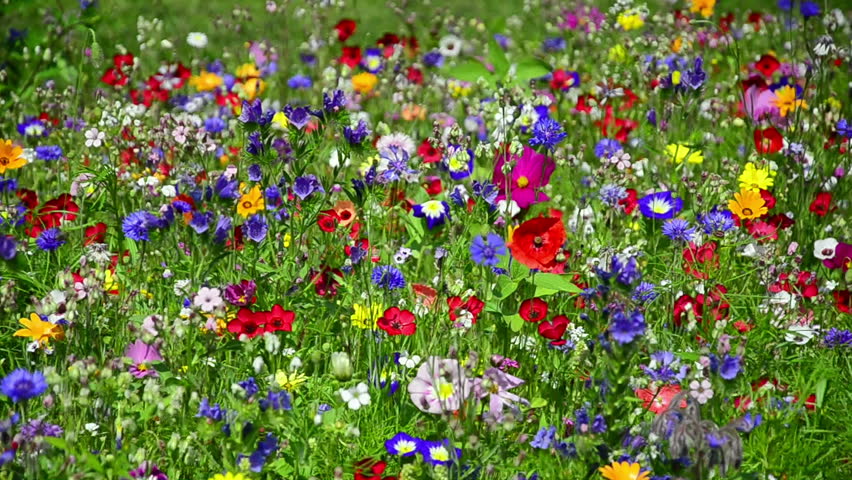 Colorful Wildflowers On A Meadow In July, Germany. Blueweed, Blue ...