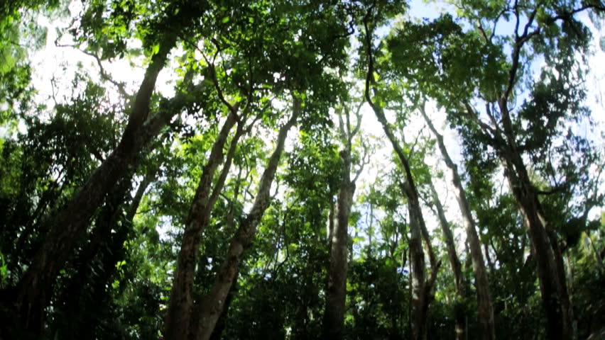 Vertical Moving View Of Sunlight Filtering Onto Rich Vegetation And ...