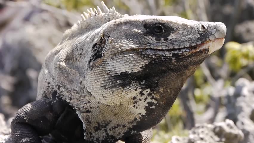 Giant Iguana Stock Footage Video 4271270 - Shutterstock