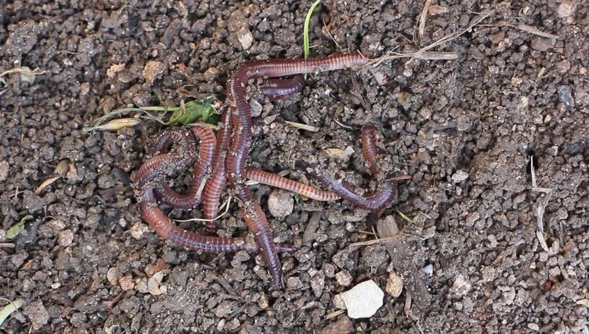 Lots Of Worms In Fertile Soil. Stock Footage Video 9081122 - Shutterstock