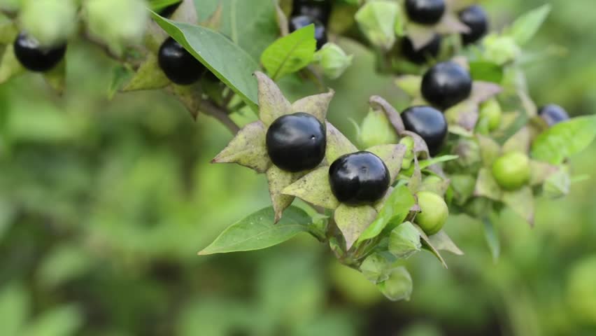 Deadly Nightshade (Atropa Bella-donna) Stock Footage Video 4356182 ...