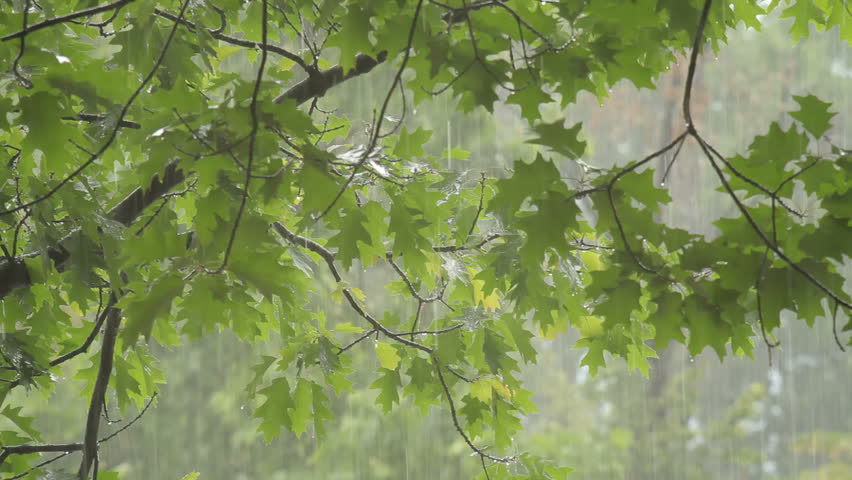 Tropical Heavy Rain In Asian Rainforest Stock Footage ...