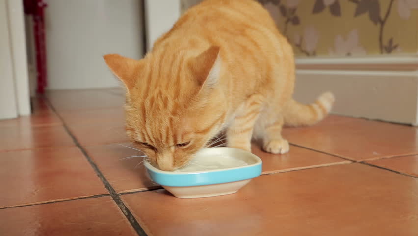 Ginger Cat Drinking Milk Drinks Milk From Bowl On The Kitchen Floor ...