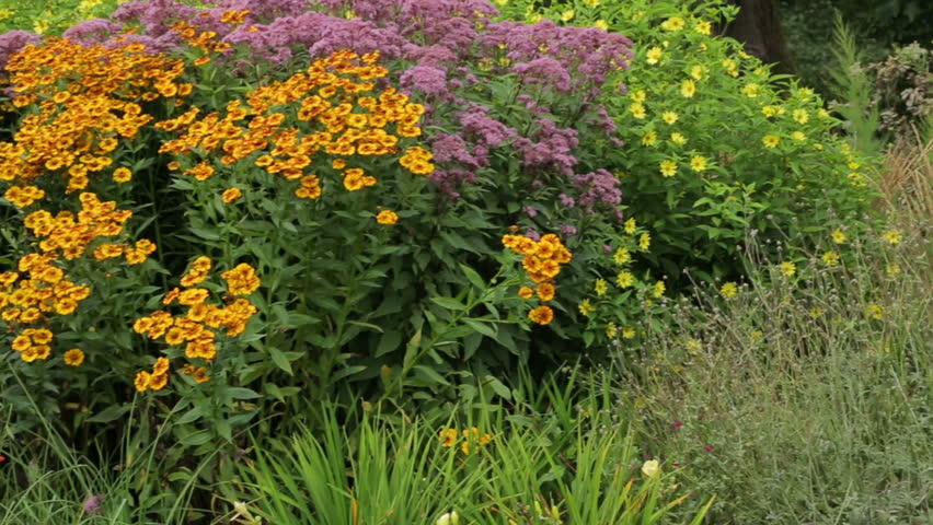 Prairie Style Perennial Garden Flower Bed Stock Footage Video 4884827 ...