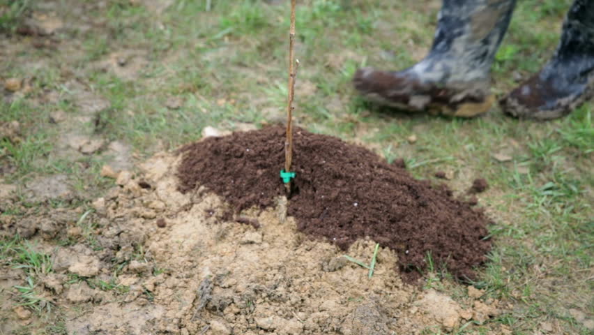 Adding Fresh Soil To Plantation Of Raspberries. Teaching Gardeners How ...