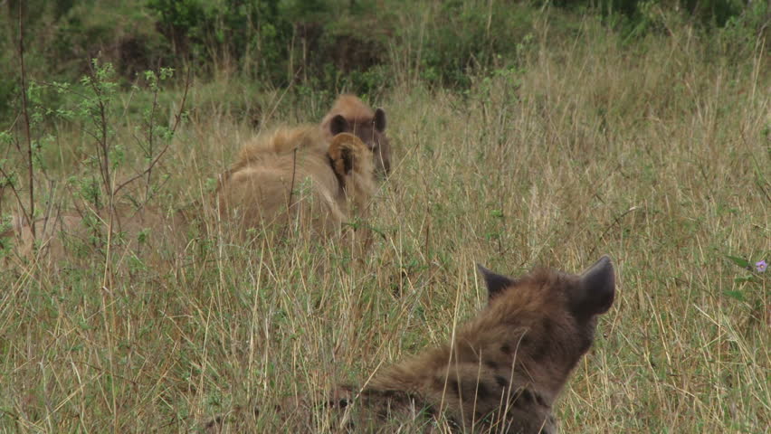 Hyena Juveniles Grooming Each Other As A Greeting. Stock Footage Video ...