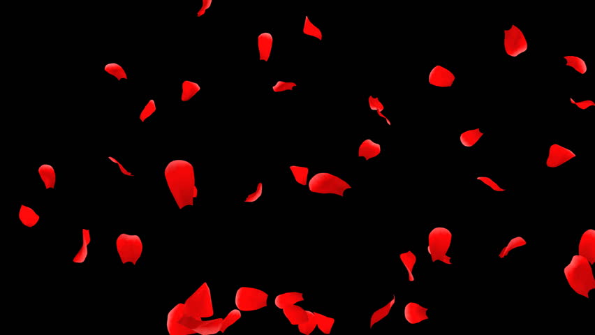 Animated Abstract Red Floating Petals Against Black Background Stock ...