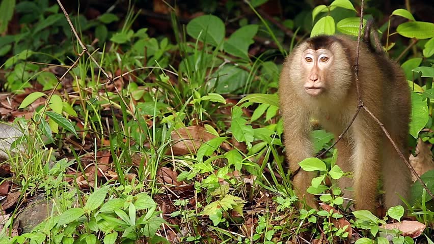 Endangered Southern Pig-tailed Macaque (Macaca Nemestrina) Eating And ...