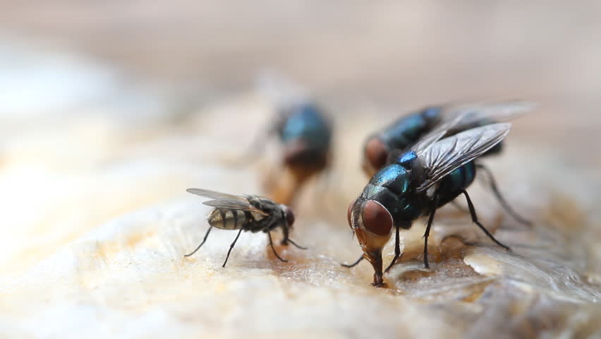 Flies Are Swarming Dried Fish Stock Footage Video 5162414 - Shutterstock