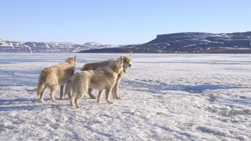 Arctic Sled Dogs Pulling A Man On A Qamutik Across Sea-ice Near Arctic ...