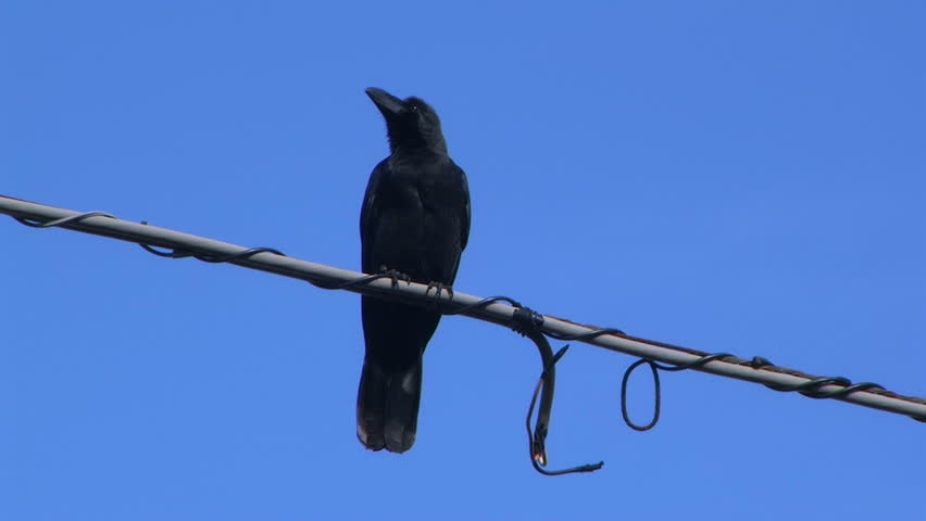 Raven On A Wire Stock Footage Video 564925 - Shutterstock