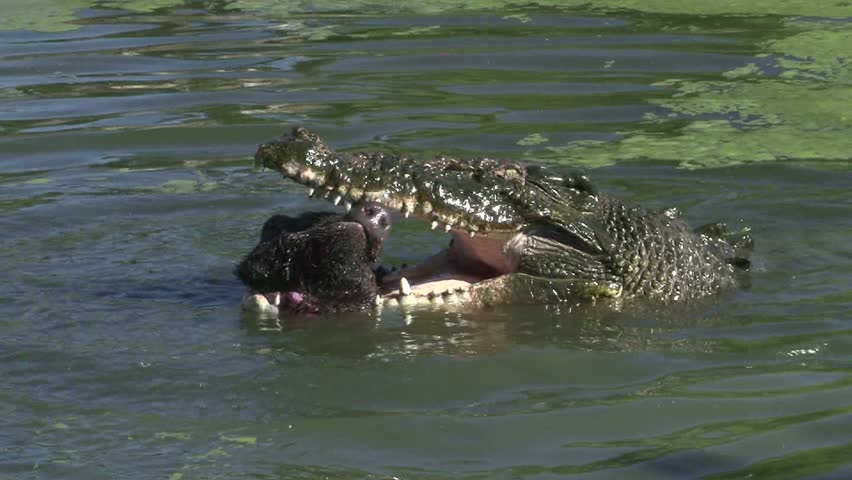 Crocodile Eating A Boar Head Stock Footage Video 5708537 - Shutterstock