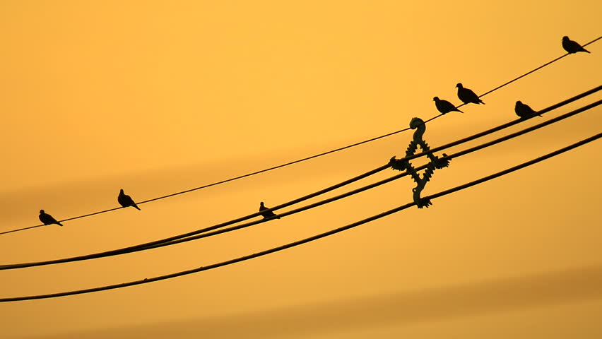 Birds Sitting On Power Lines Stock Footage Video 5764442 - Shutterstock