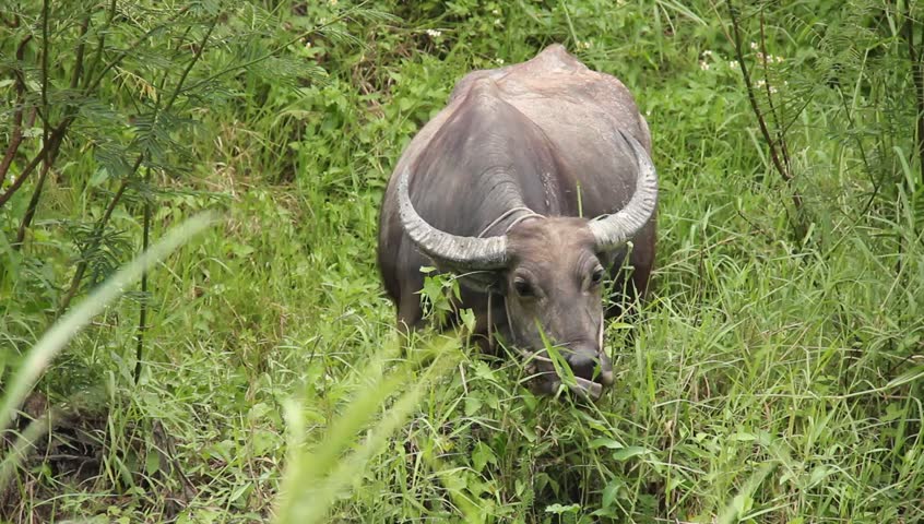 Buffalo Eating Grass In Ditch Stock Footage Video 6252872 - Shutterstock