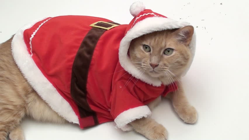 Orange Tabby Cat In Santa Outfit Isolated On White V2 Stock Footage ...