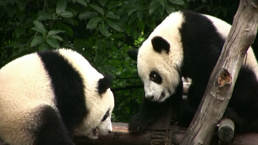 Pandas having