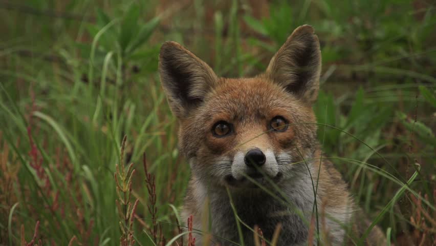 Fox In Slow Motion Stock Footage Video 6525830 - Shutterstock