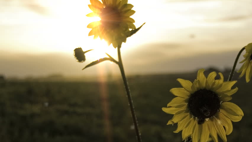 Sunlight Glistening Through The Pedals Of Beautiful Sunflowers. Stock ...