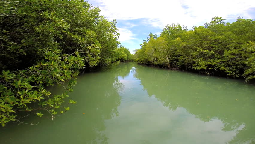 Tropical Mangrove Forest Protect Coastal Areas From Erosion, Storm ...