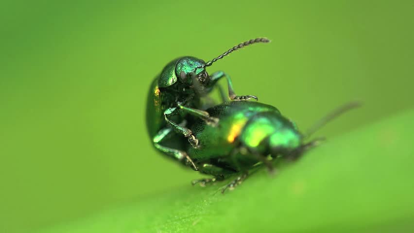 Small Green Beetle Mimela Chrysomelids Crawling On Leaf Stock Footage ...